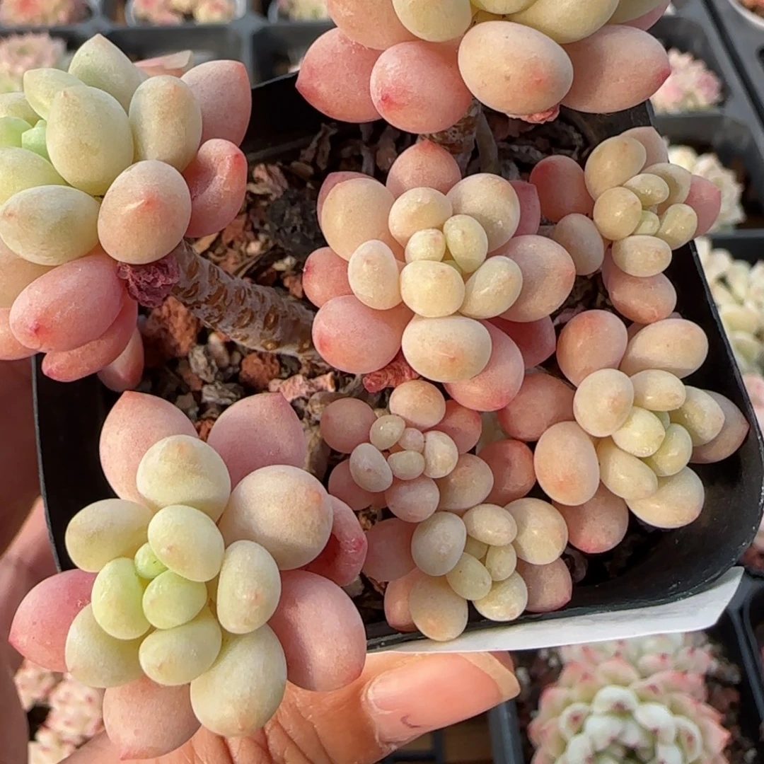 小***鱼花语逸境0120-495下播福利