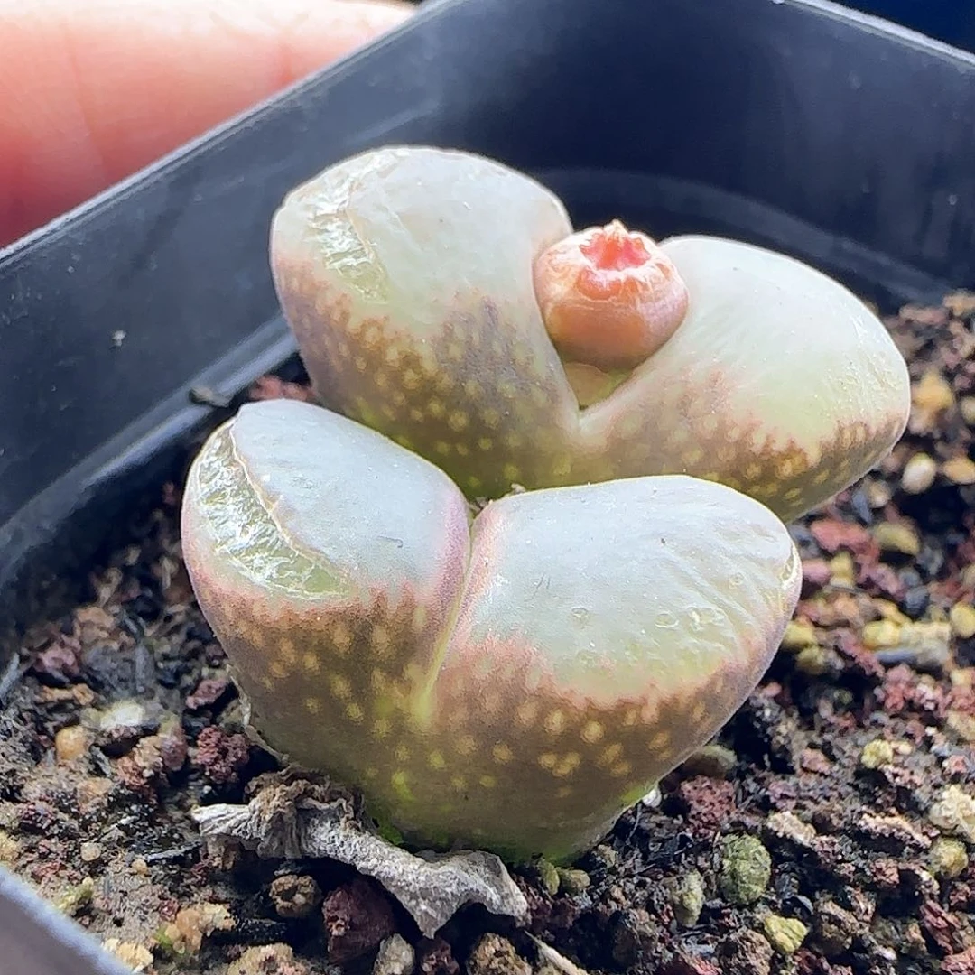 雪*胖年后脱土发货24892