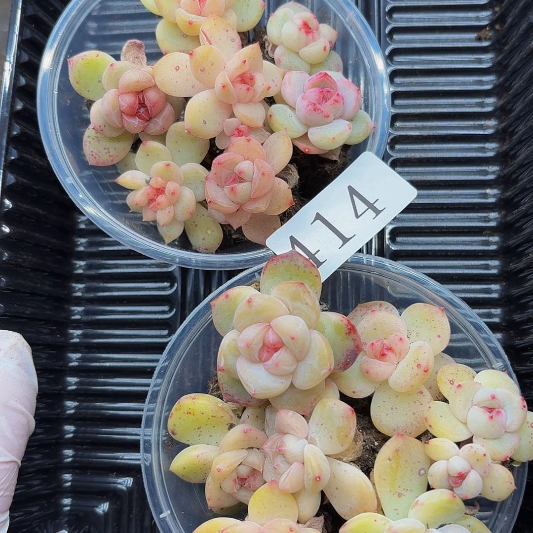 彤**咪多肉植物多肉植物414