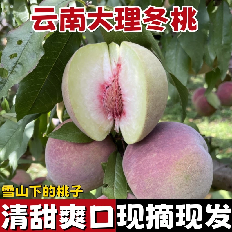 正宗云南大理冬桃当季新鲜水果脆甜毛桃5/9斤高山桃子整箱现摘
