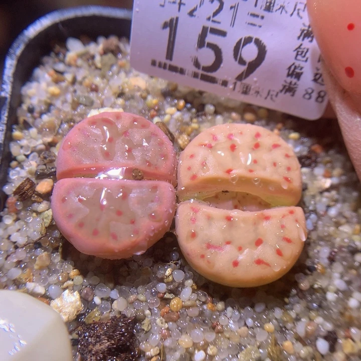 精品生石花221.159