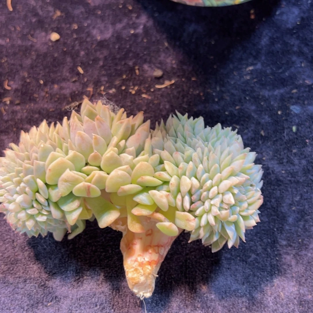 野**。新年快乐啊宝宝88888888888