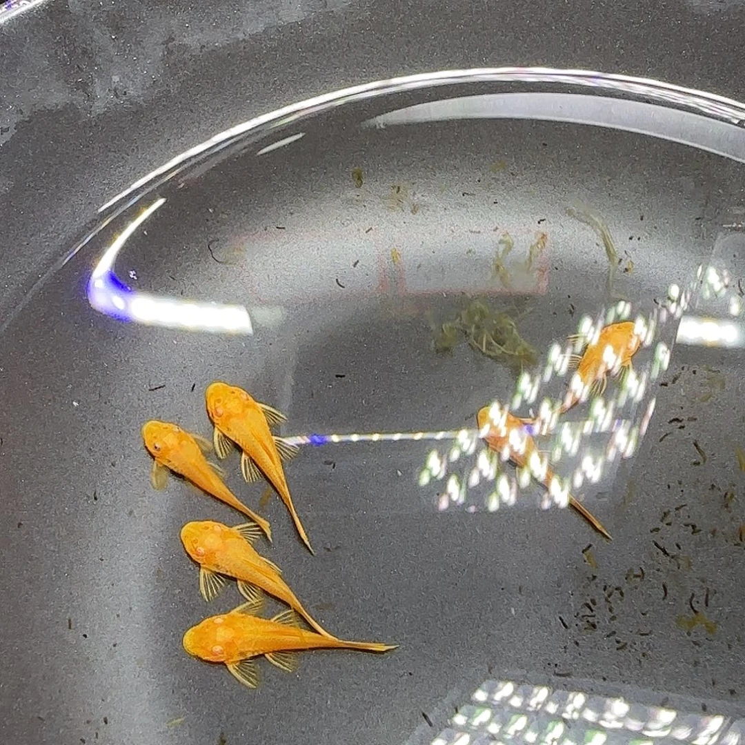 孔雀鱼黄金胡子六条