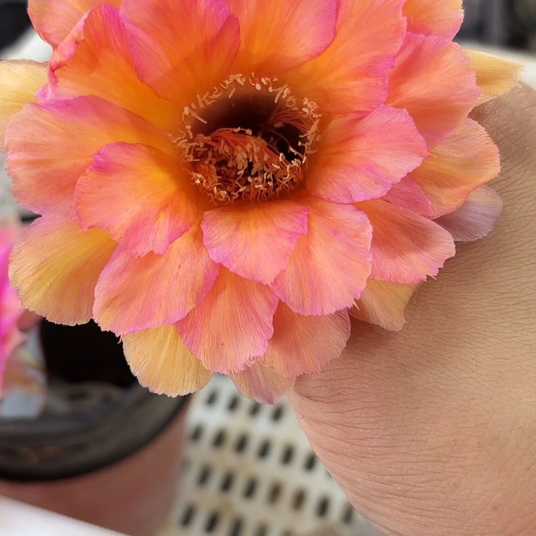 财神无根侧牙四公分