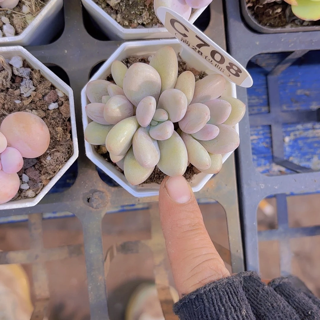 C708原始虞美人一物一拍