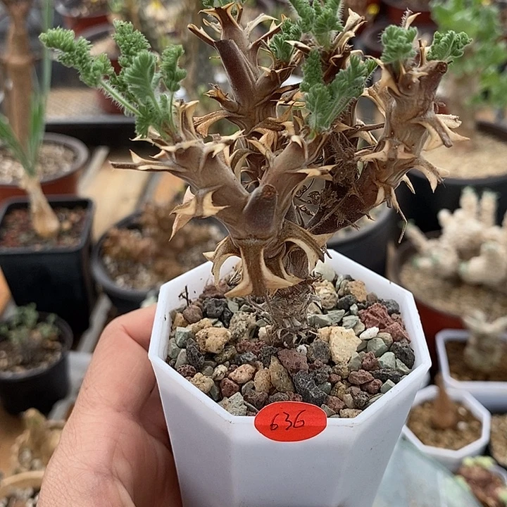 636出云洋葵一一一一一