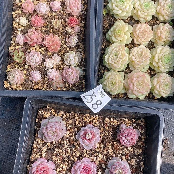 268 多肉植物盆栽花卉盆栽