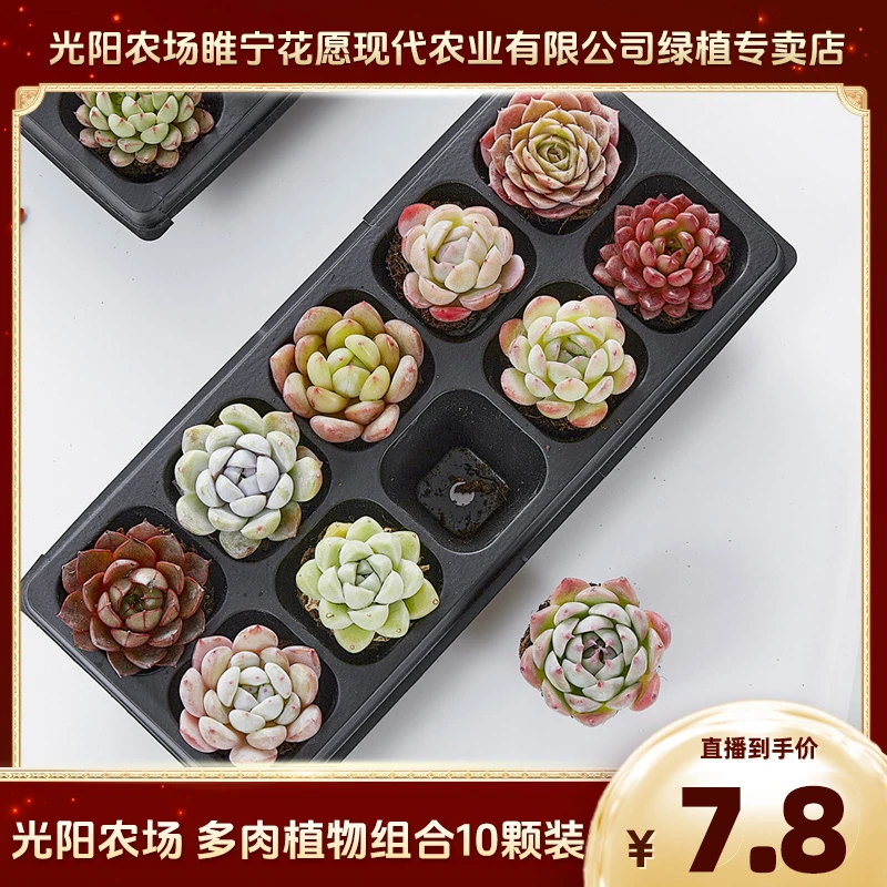 光阳农场多肉植物懒人多肉组合阳台室内10颗装