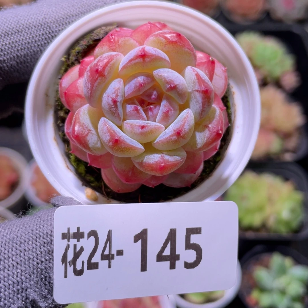 花利美24-145雪颜玉