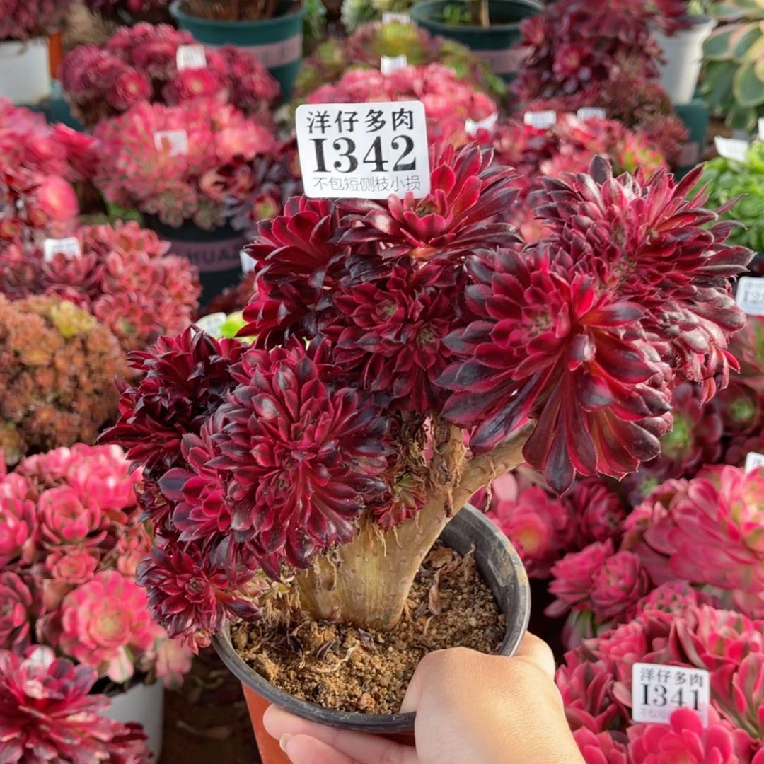 342黑铜白缀 冠幅18左右