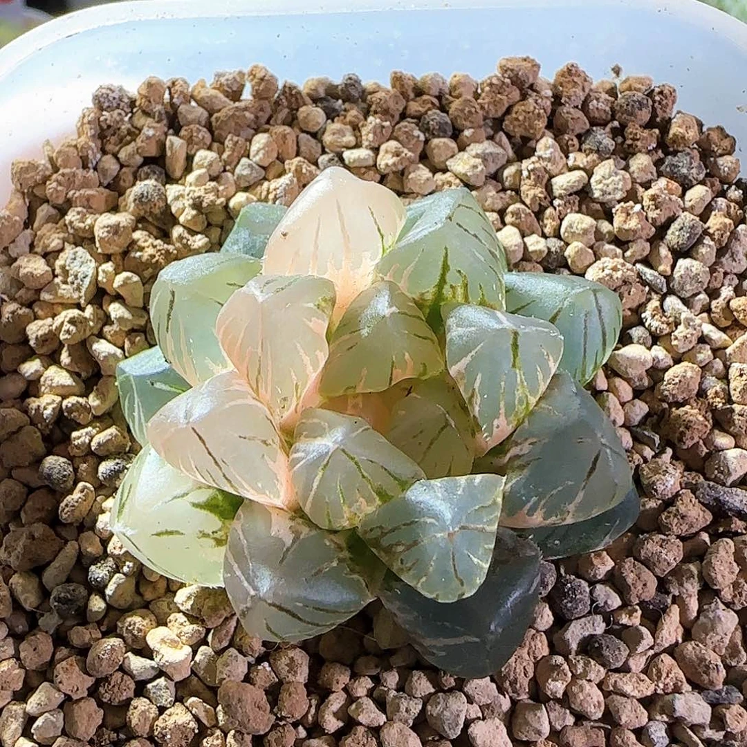 487号OM玉露锦一物一拍带盆土