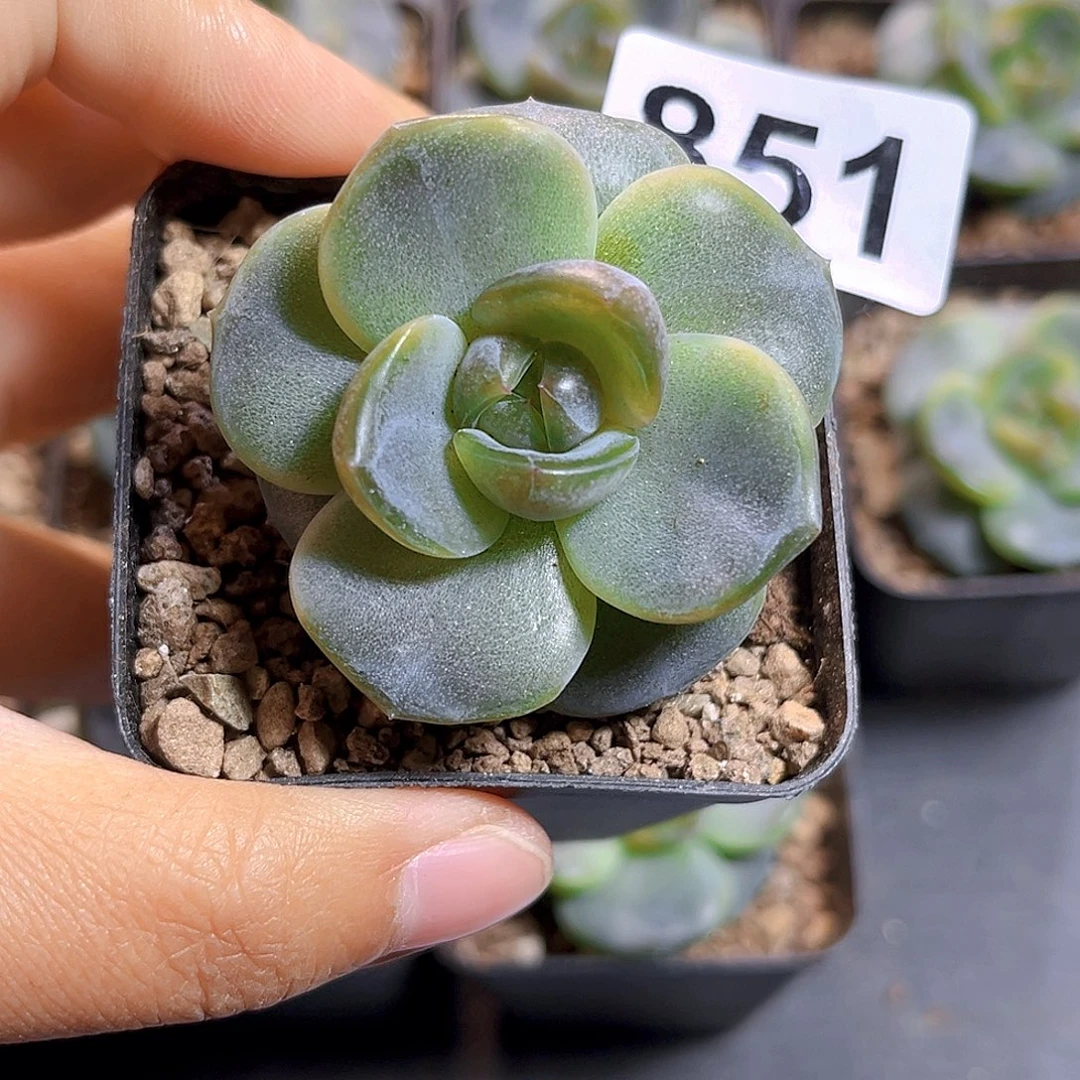 刘***音851  海盐玫瑰 满18包邮补差