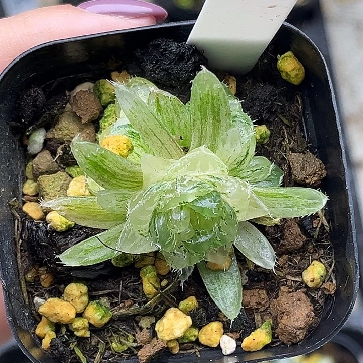 140翠云玉露锦头家多肉十二卷