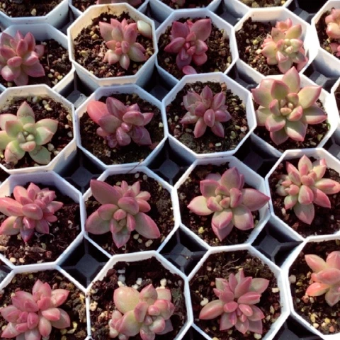 迷雾泡泡。    小个头。