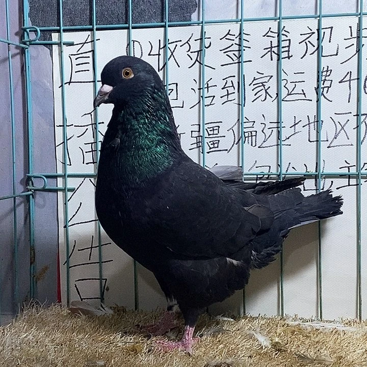 3中国大陆散装黑