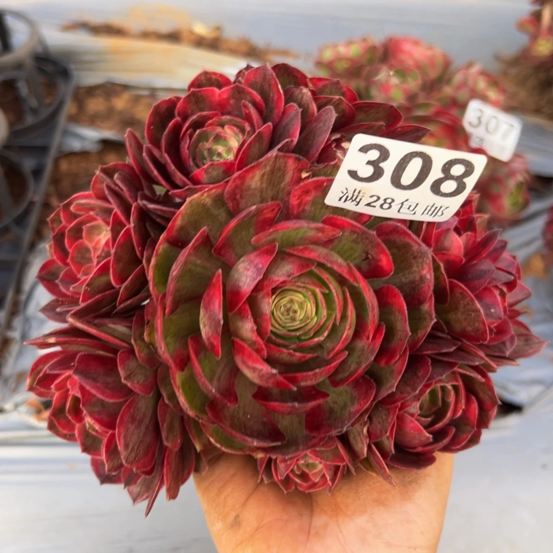 多肉植物308杆子有伤无售后