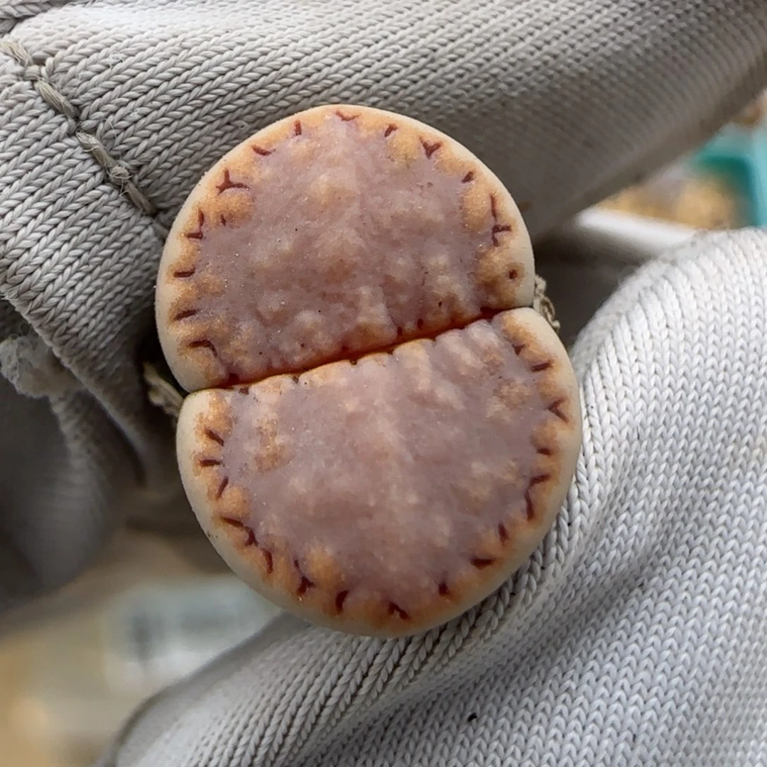 6.25。.6。浅紫色。9048。