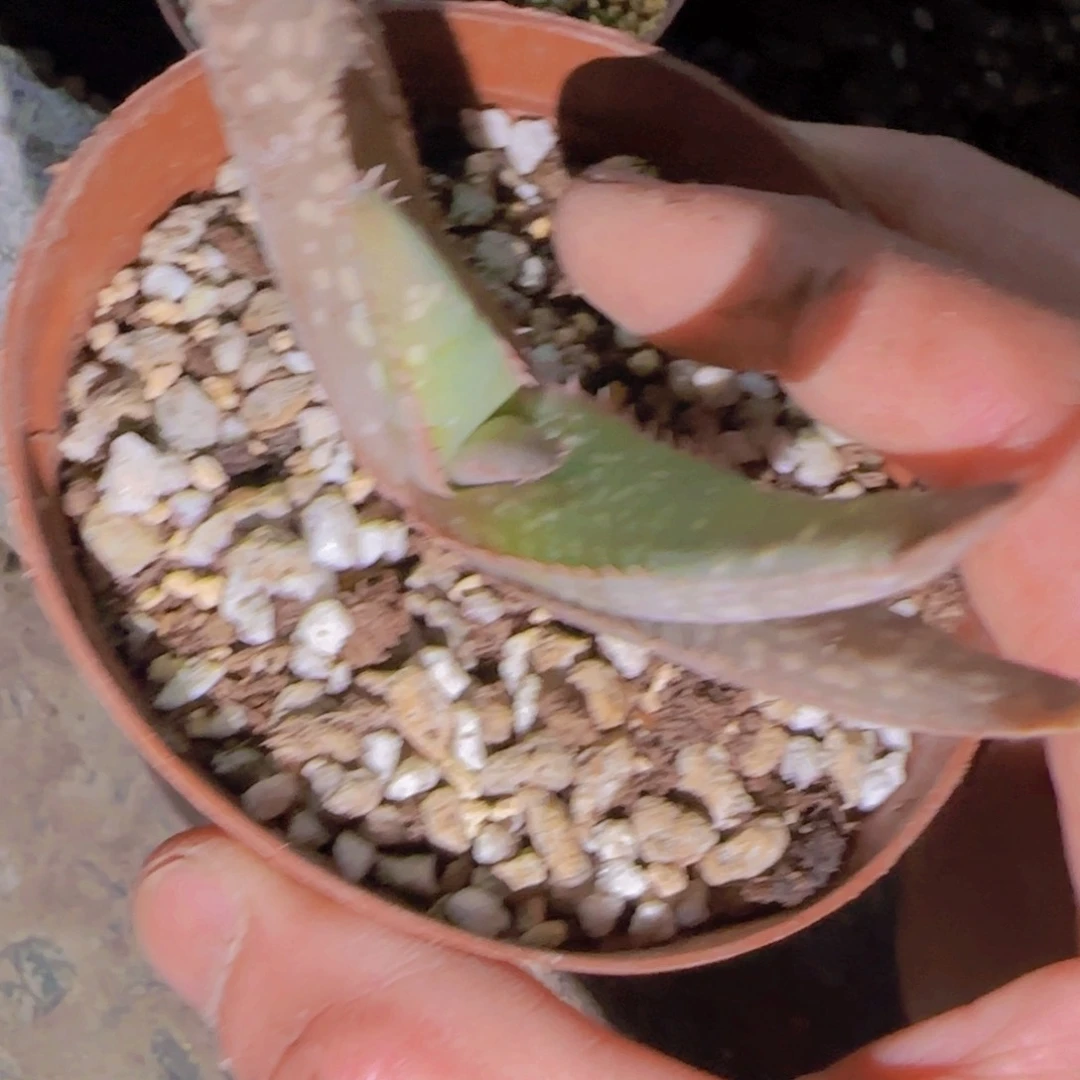 ?*迪块根植物块根植物