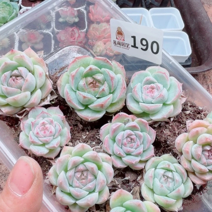 多肉植物多肉植物