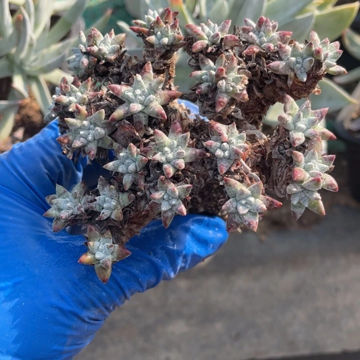979号白菊多肉植物