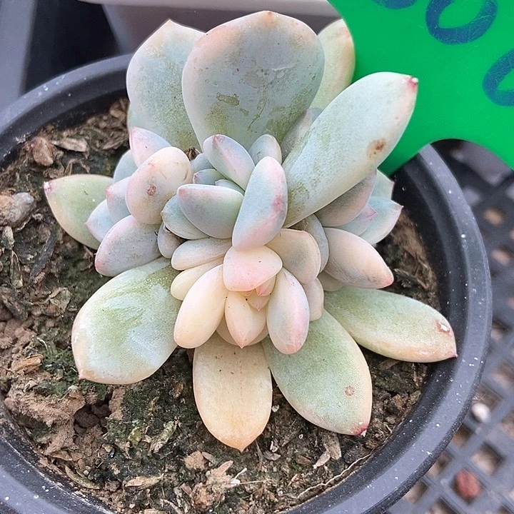 多肉植物橙子锦六头808