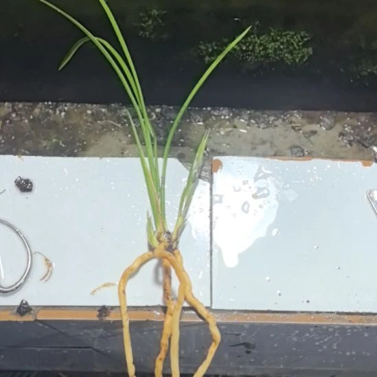 完全开放红燕龙头壮苗