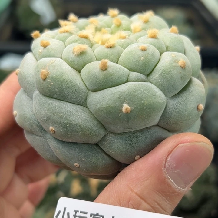 L****s174可节后发货 可帮发根