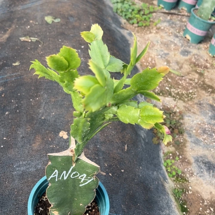 海***奶14号047紫色花朵000000