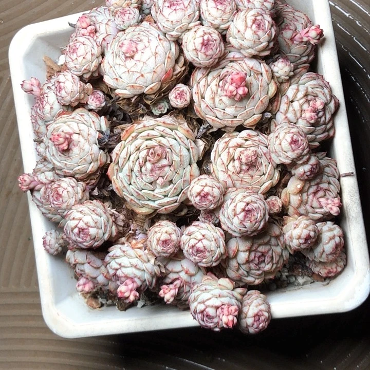 刘*626////////////////