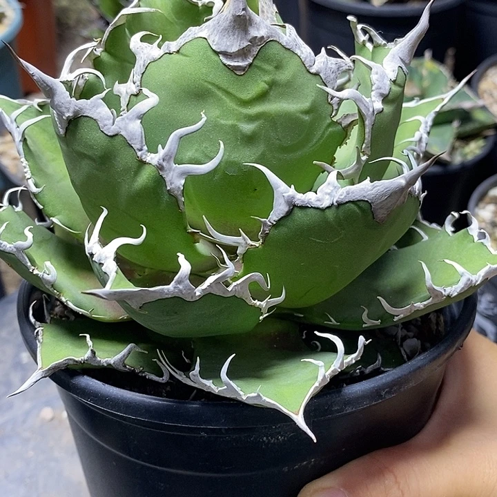 王***凯撒。         一个