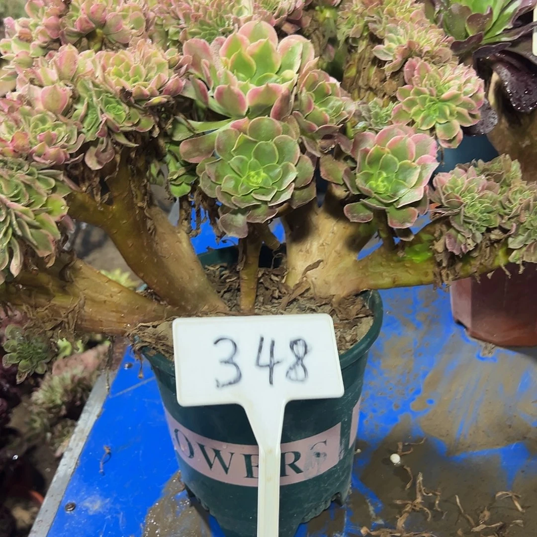 多肉植物香菲缀花348