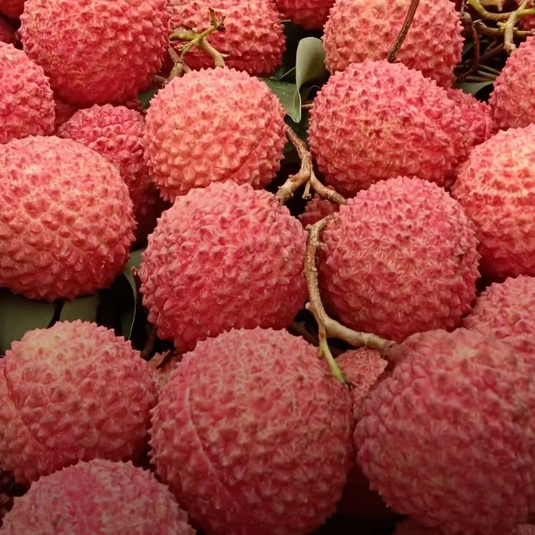 小强（中通水果专线）正宗广西桂味荔枝仙进奉荔枝5/10斤纯甜