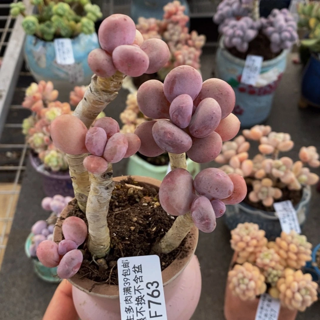 蛋黄奶酪763/8c m散