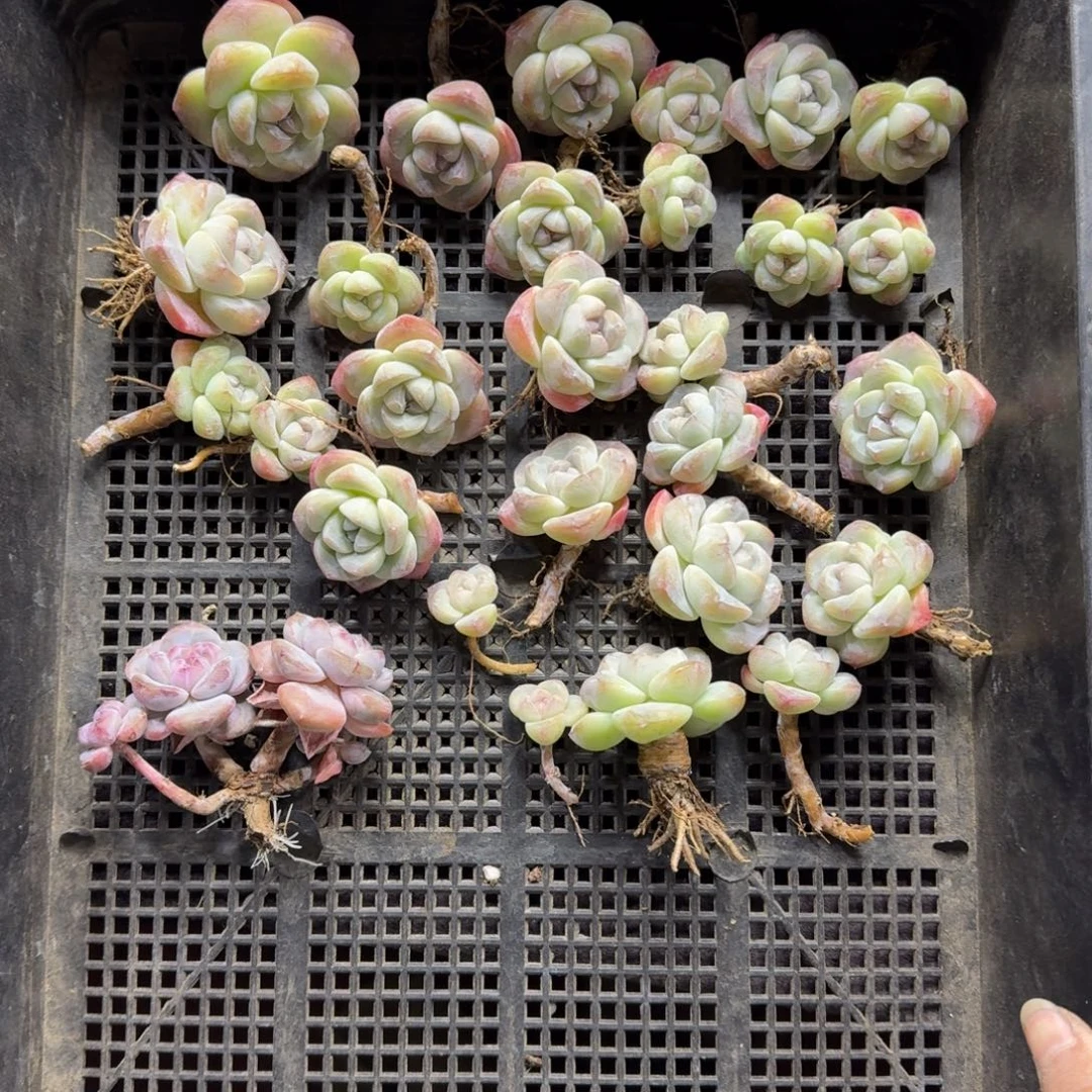 一筐一起一物一拍