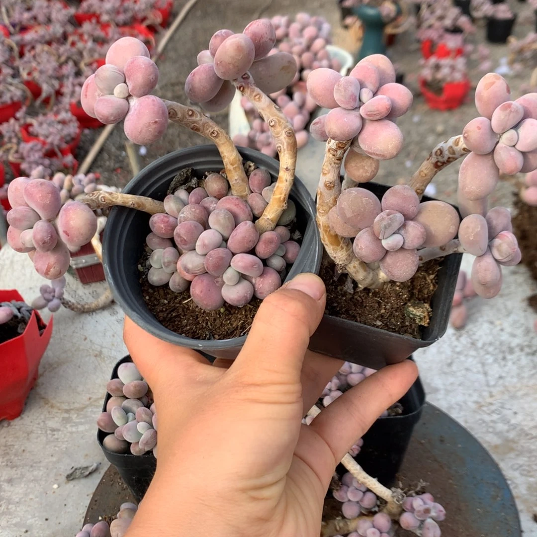 桃蛋老桩两颗不带盆30号