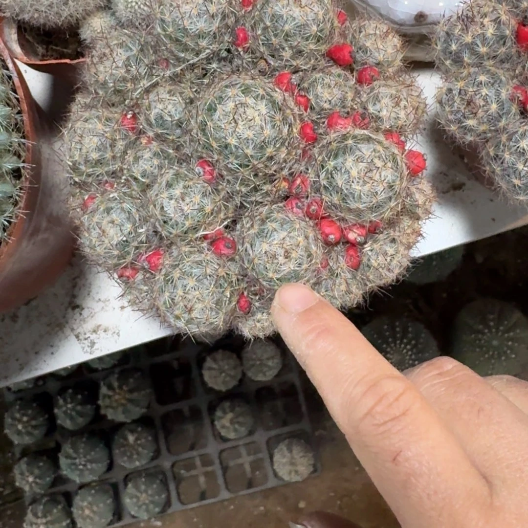 梅***可口可乐了可口可乐