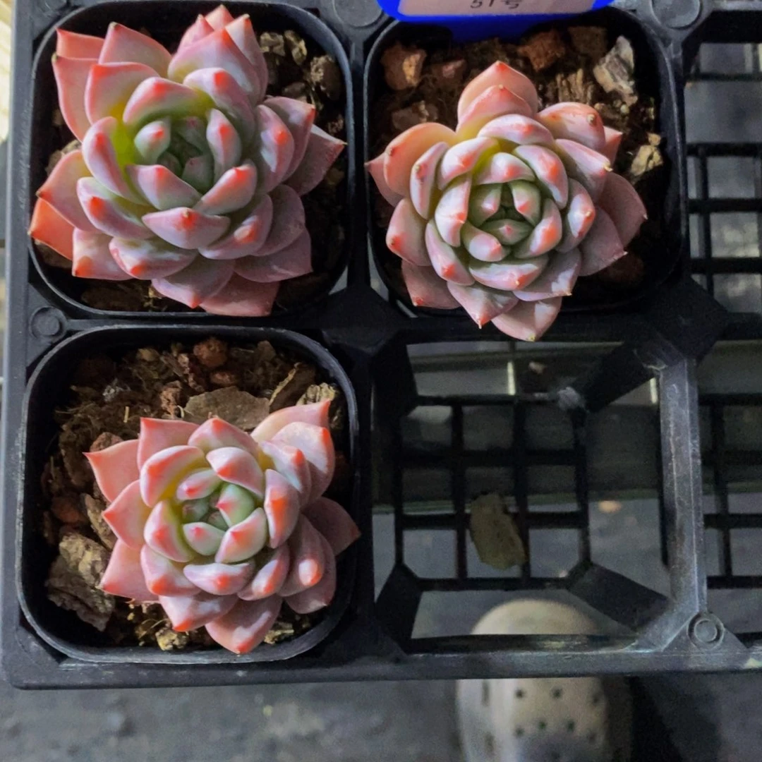 51-精品粉蓝鸟单头三个