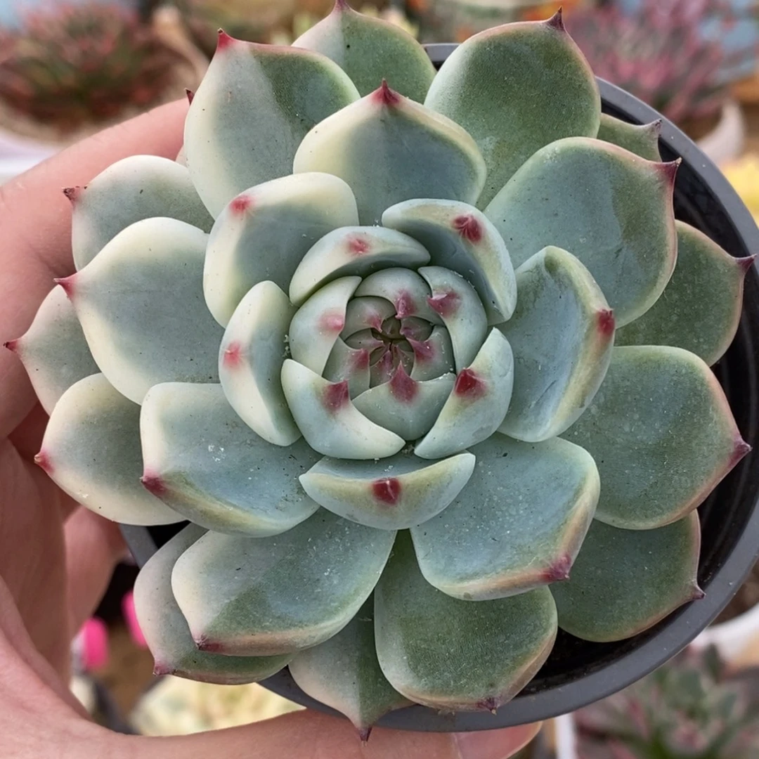 749吉娃娃锦锦锦锦锦锦