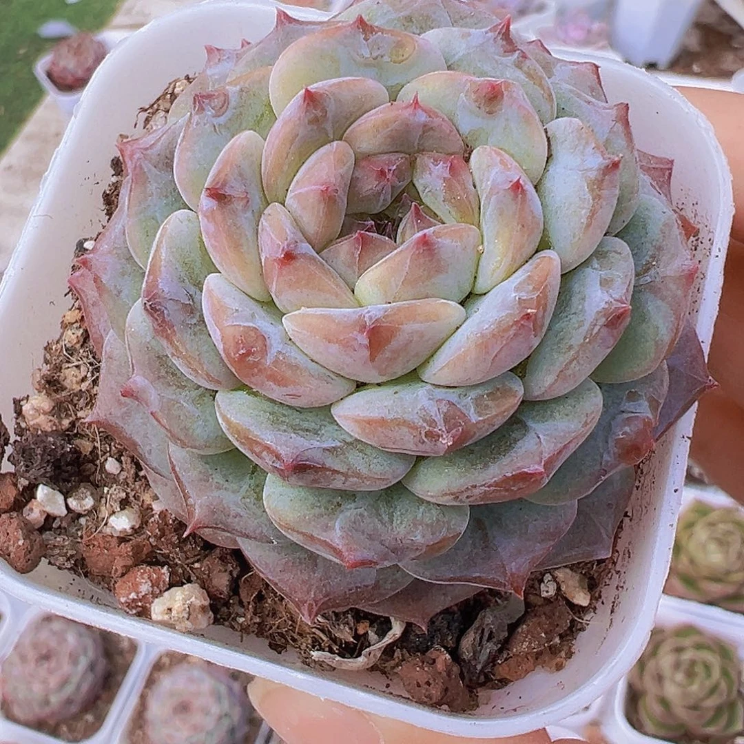 云塔19包邮多肉植物