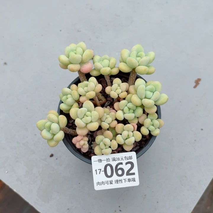 奶白糖无盆土发货多肉多