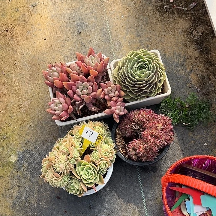 27一筐多肉植物脱土