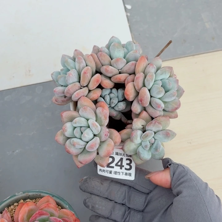 香水无盆土发货多肉多