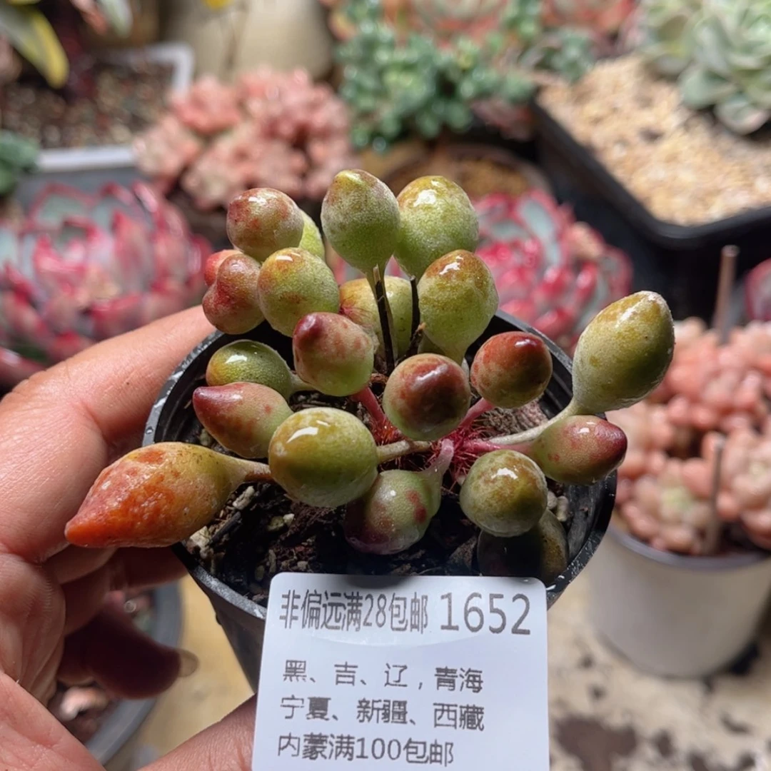 【闪购商品】1652鼓锤