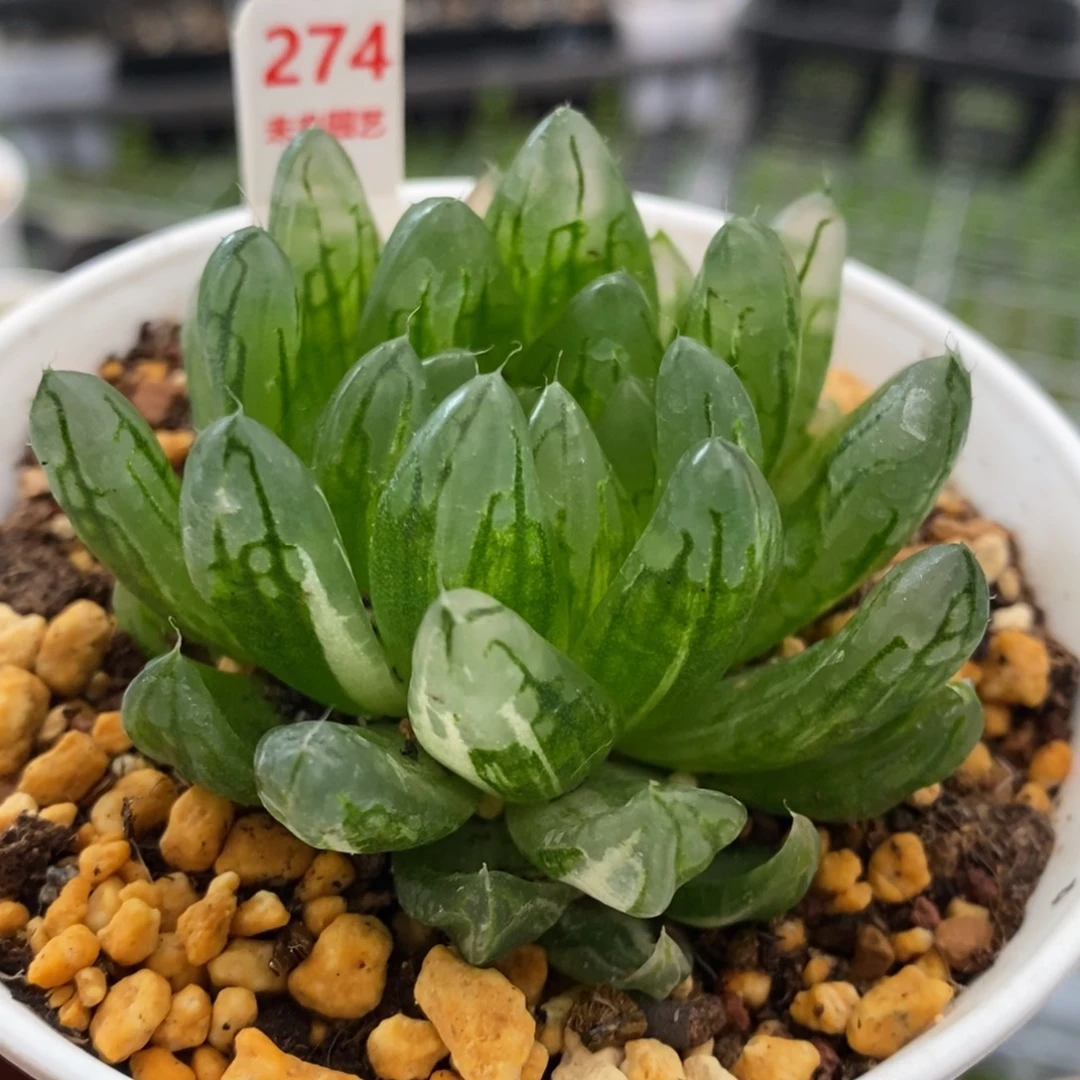 274号樱变女神玉露锦