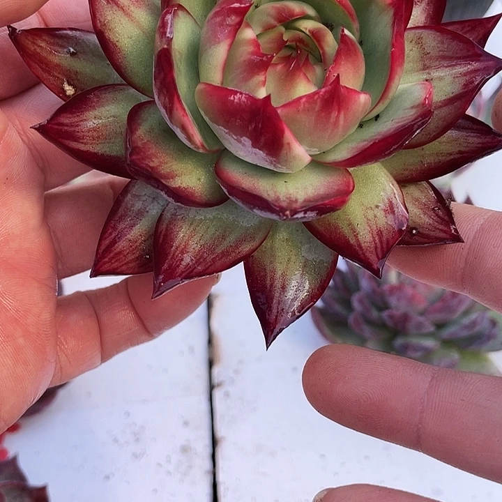 惊鸿仙子多肉植物882