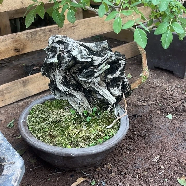 果***逸无花朵哈哈哈哈哈