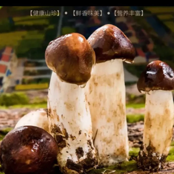 新鲜赤松茸顺丰冷链煲汤炒菜火锅姬松茸现摘现发时令菇农产品包邮