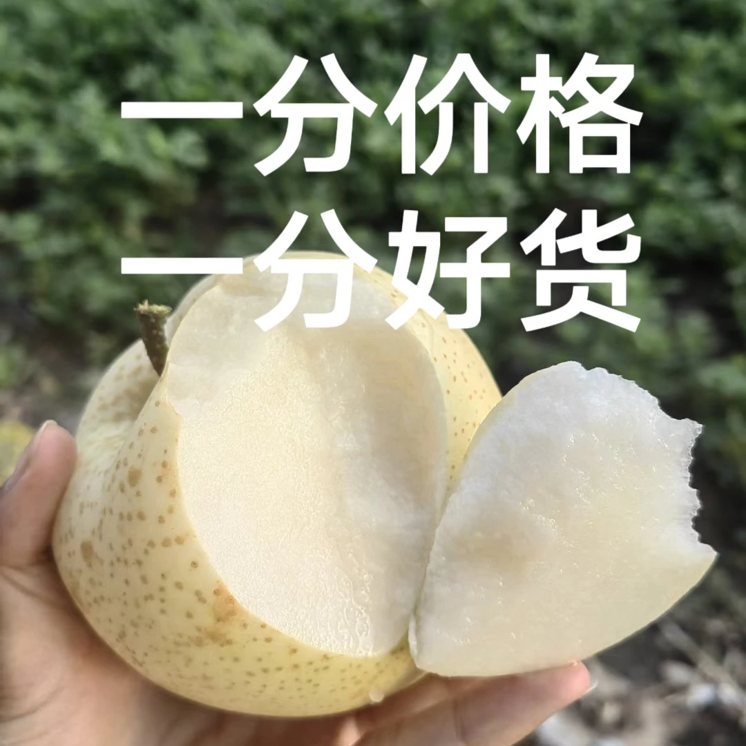 顺丰包邮河南博望黄金梨个大脆甜多汁应季新鲜水果果肉果园直发