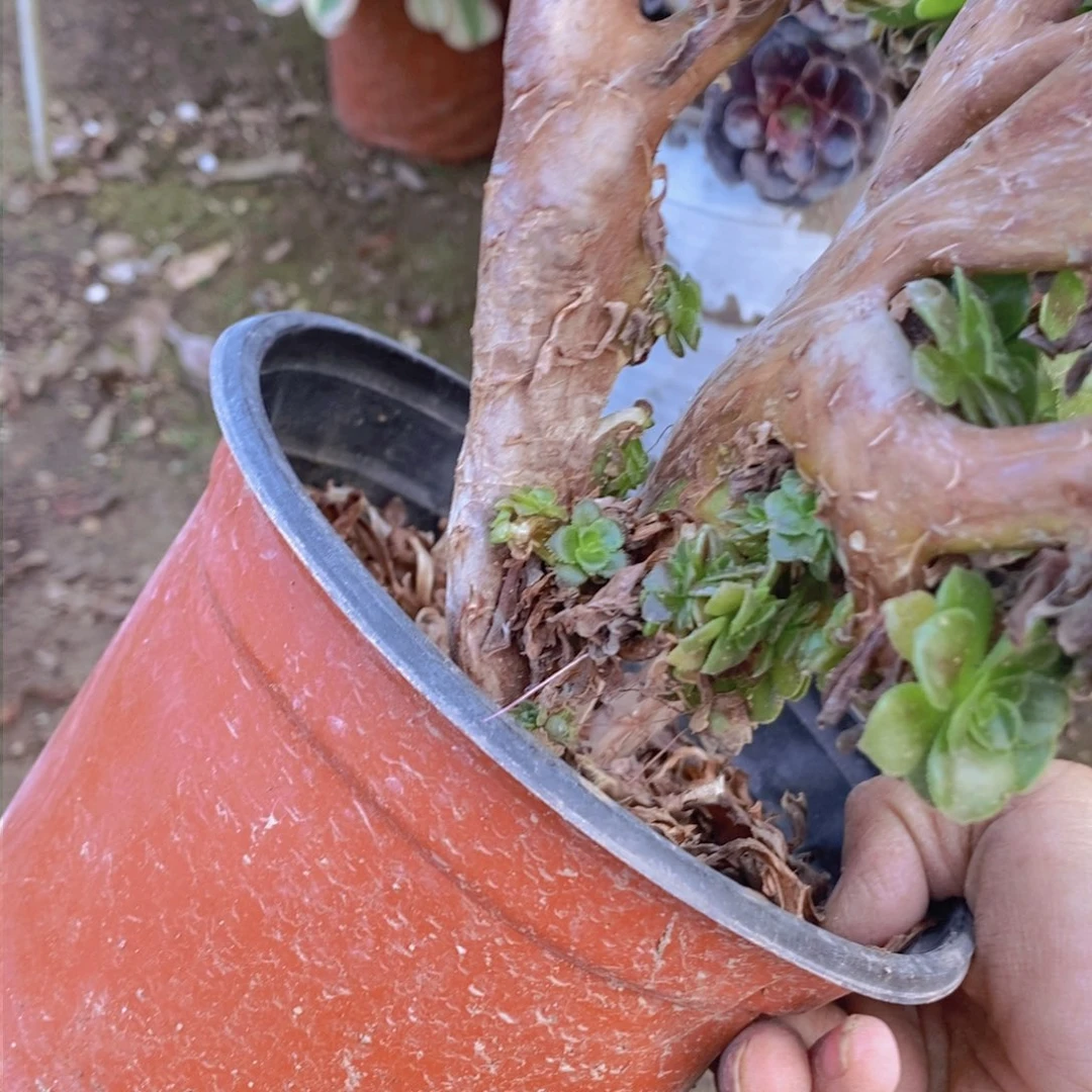 567 号一物一拍多肉植物