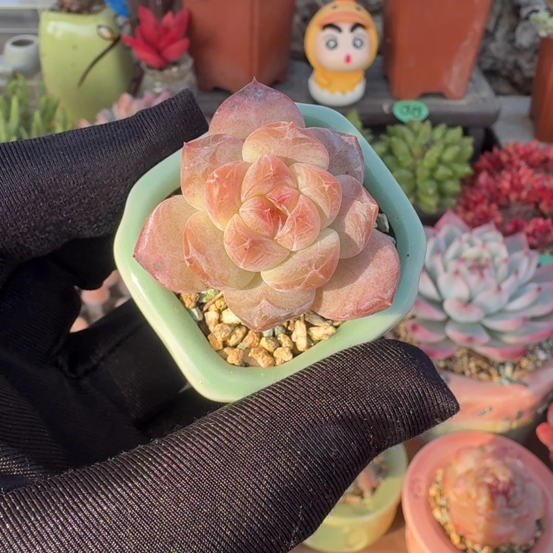 冰魄 多肉含盆土 一物一拍